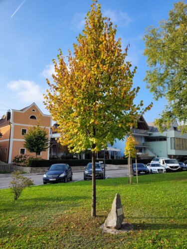 Jubiläumsbaum zum 250. Geburtstag des Malers Josef Abel