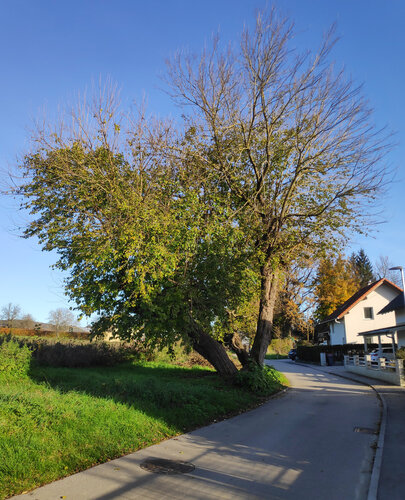 Maulbeerbaum am Sierner