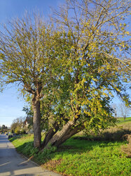 Maulbeerbaum am Sierner