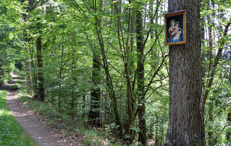 Bildbaum im Rauchholz