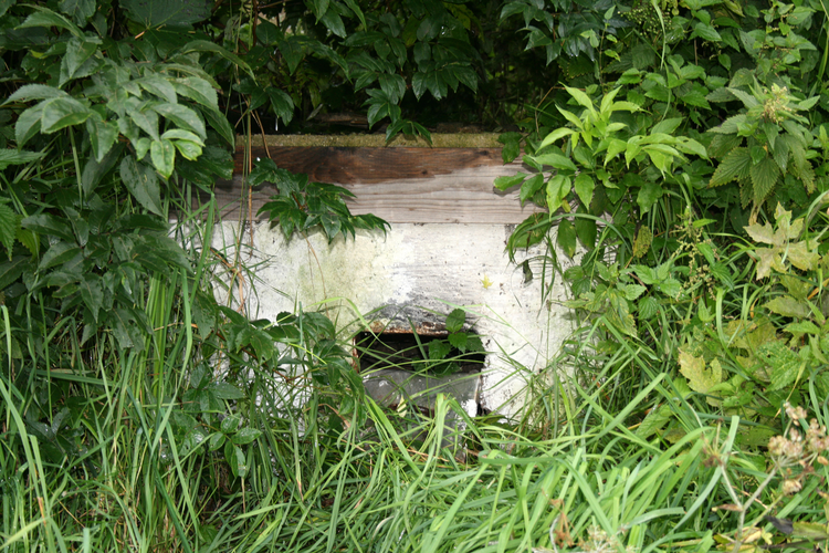 Selche Hennerbichler/Frisch