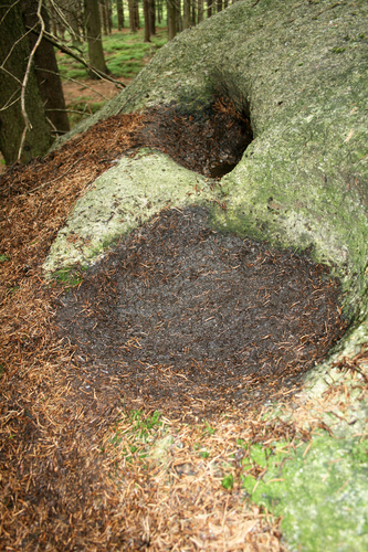 Schalensteine Mühlbachler Schalen 1