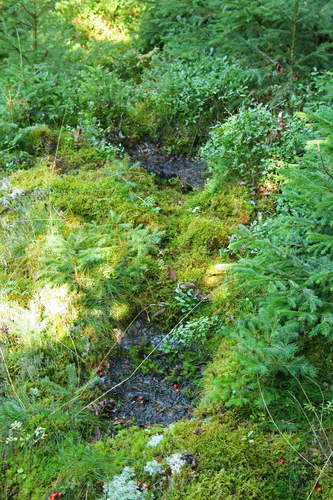 Schalensteine Payreder Schalen