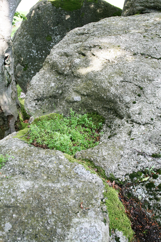 Schalensteine Haubner Schalen 1