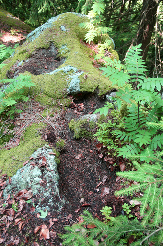 Schalensteine Stöcklberger Schalen 1