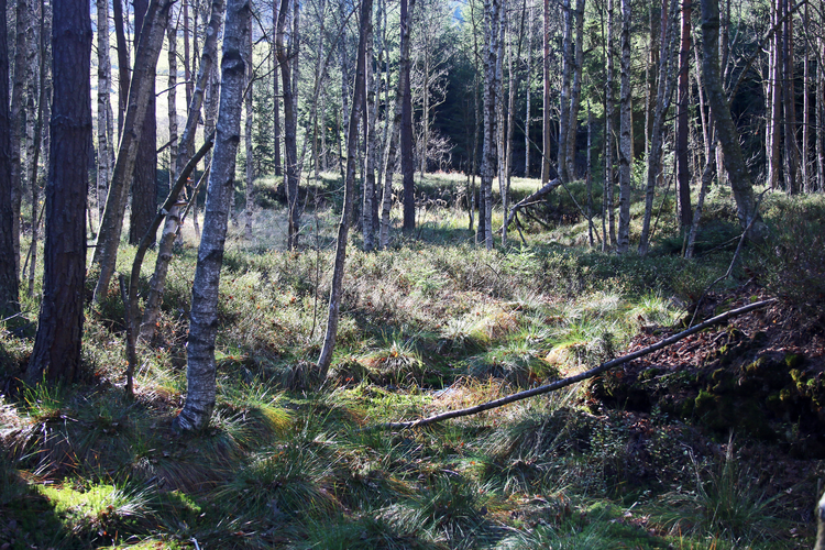 Torf: Liebensteiner Torfau