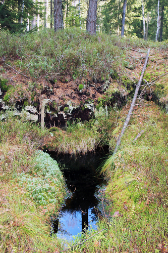 Torf: Liebensteiner Torfau