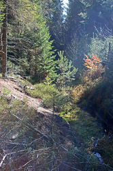 Torf: Hirschauer Daunerau