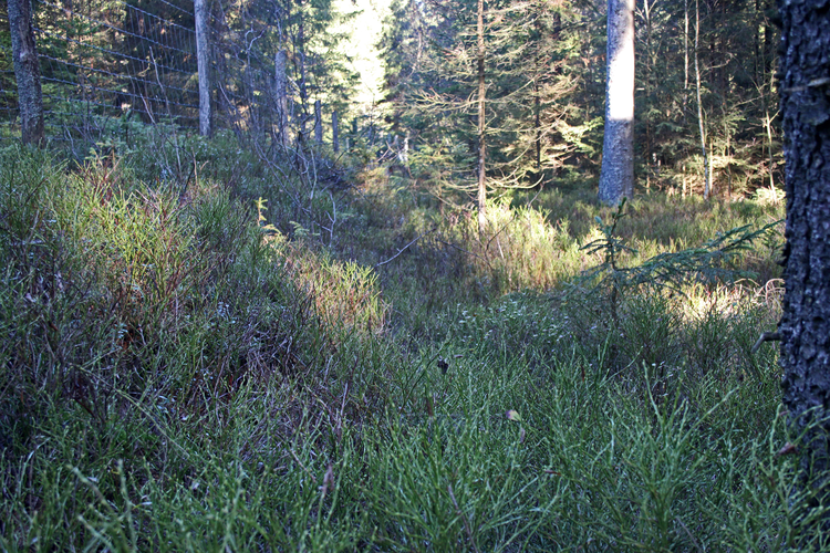 Torf: Hirschauer Daunerau