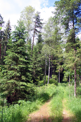 Torf: Ellinger Torfau