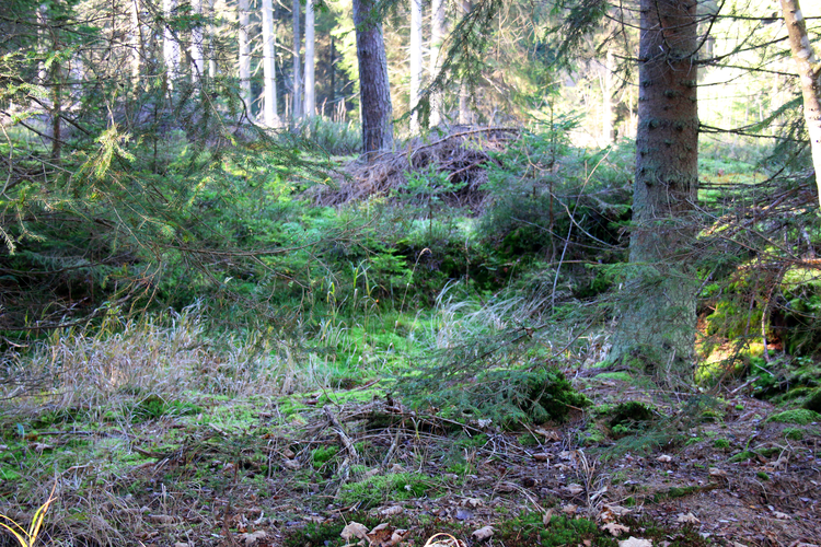 Torf: Ellinger Torfau