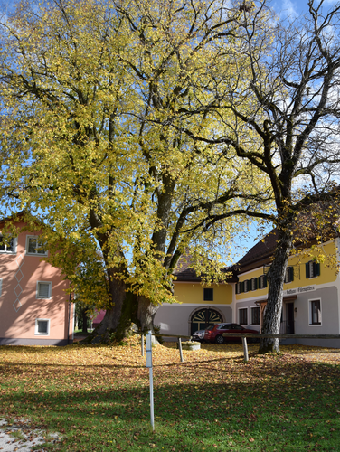 Naturdenkmal 1000 jährige Linde