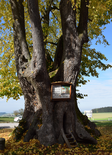 Naturdenkmal 1000 jährige Linde