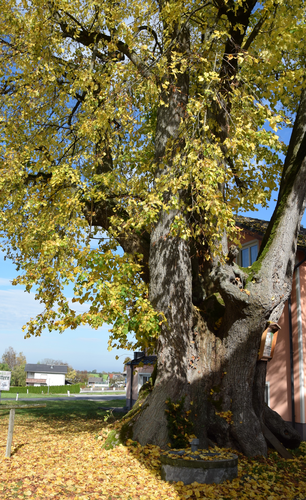 Naturdenkmal 1000 jährige Linde
