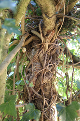 Wegkreuz in Kropfleiten