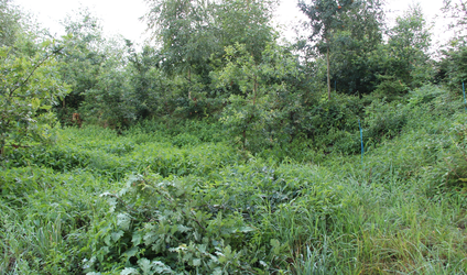 Schwärzergrube im Hubingerwald
