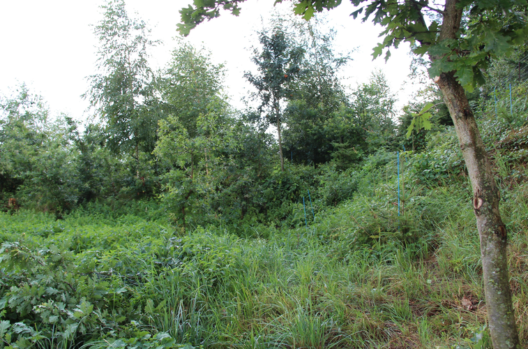 Schwärzergrube im Hubingerwald