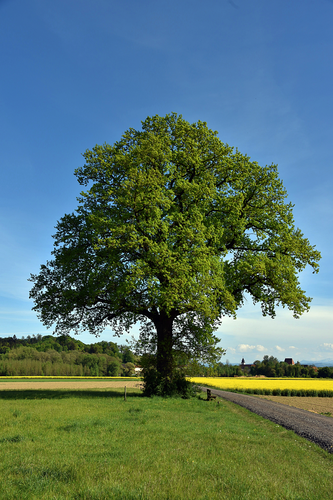 Eiche am alten Kirchenweg