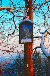 Schweinsteiner Bildbaum