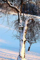 Vordergruber Bildbaum