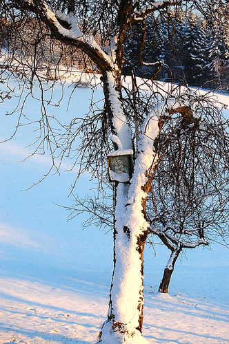 Vordergruber Bildbaum