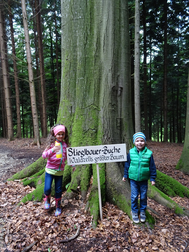 Stieglbauernbuche