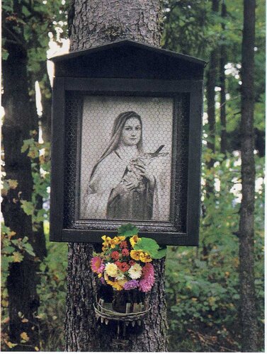 Baumbild im Hofinger - Holz