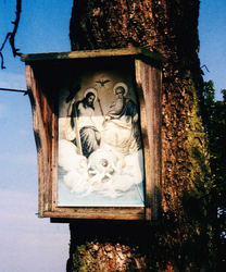 Baumbild - Schaupmann