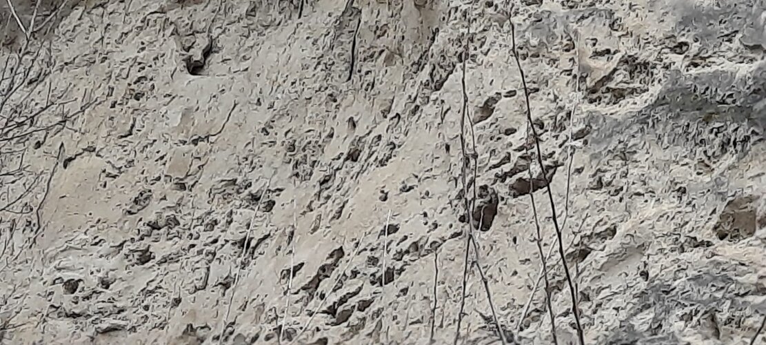 Pleschinger Austernbank