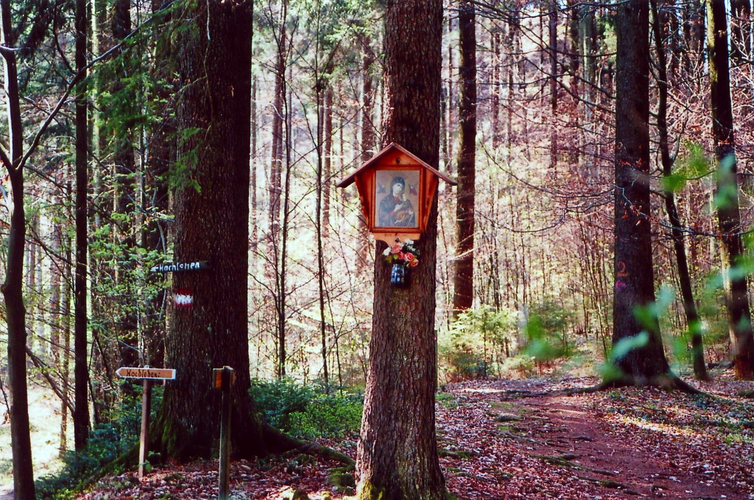 Bildbaum am Fuß der Riesn