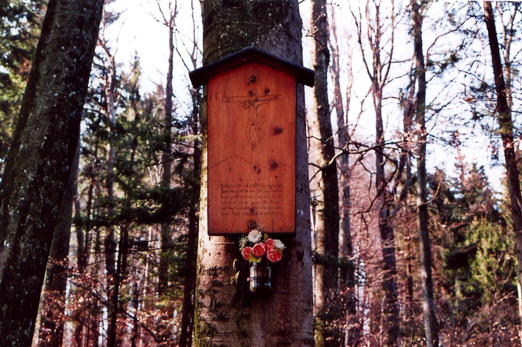 Bildbaum auf der Riesn