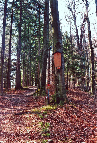 Bildbaum auf der Riesn