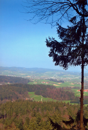 Bildbaum auf der Riesn