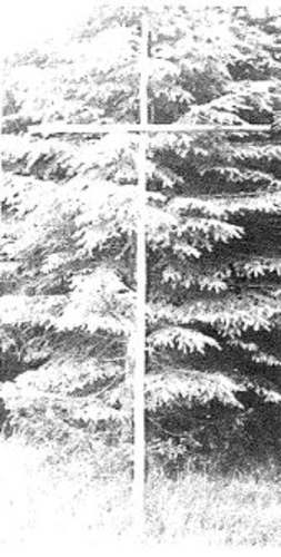 Pfadfinder-Kreuz-Dörflwald