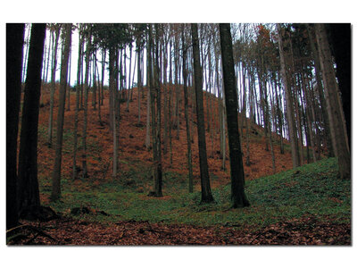 Der "Burgberg" oberhalb Bergham