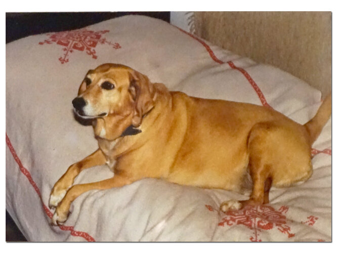 Hund Cindi
