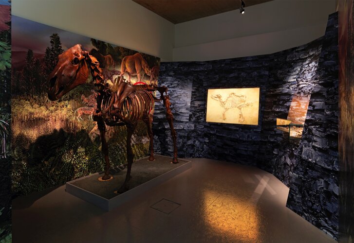 Naturgeschichte: Die Herkunft des Pferdes | © fotostudio.at