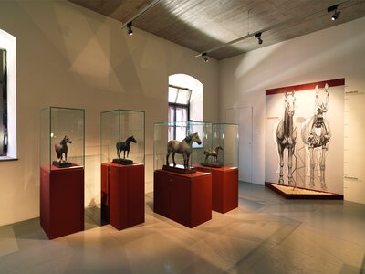 Die Rassen | © fotostudio.at