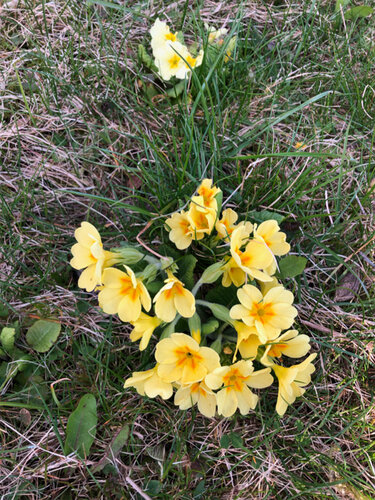 März | © Freilichtmuseum Pelmberg