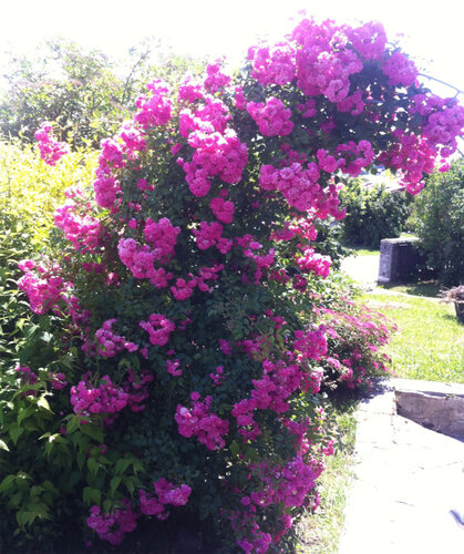 Juni | © Freilichtmuseum Pelmberg