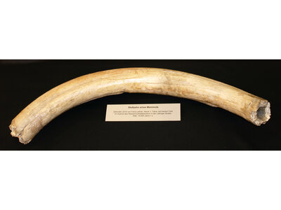 Stoßzahn eines Mammuts