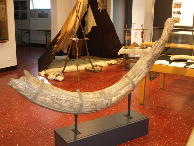 Stoßzahn eines Mammuts