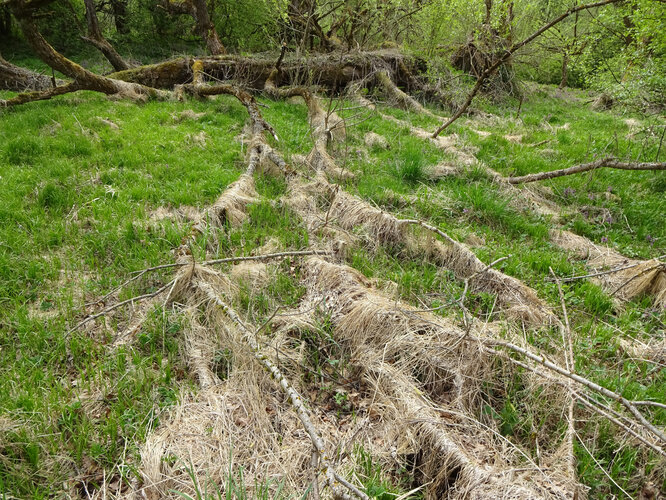 Zettwinger Impressionen / Cetvinské imprese