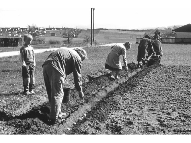 Kartoffelanbau