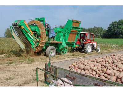 Kartoffelernte
