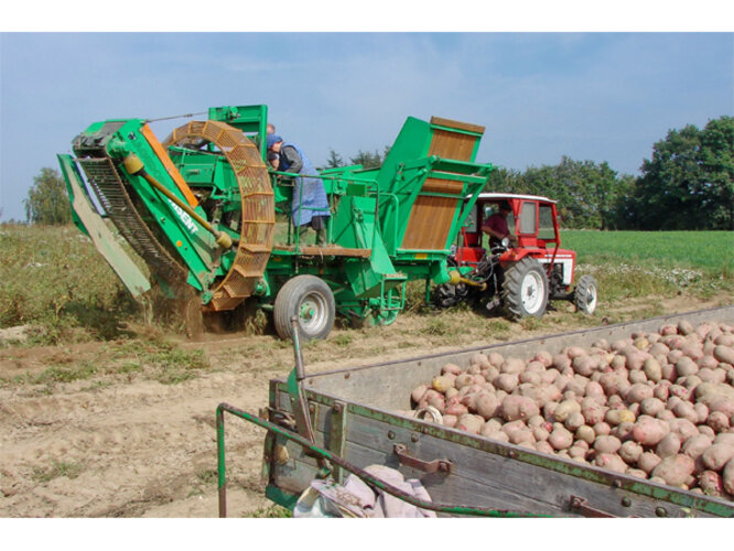 Kartoffelernte