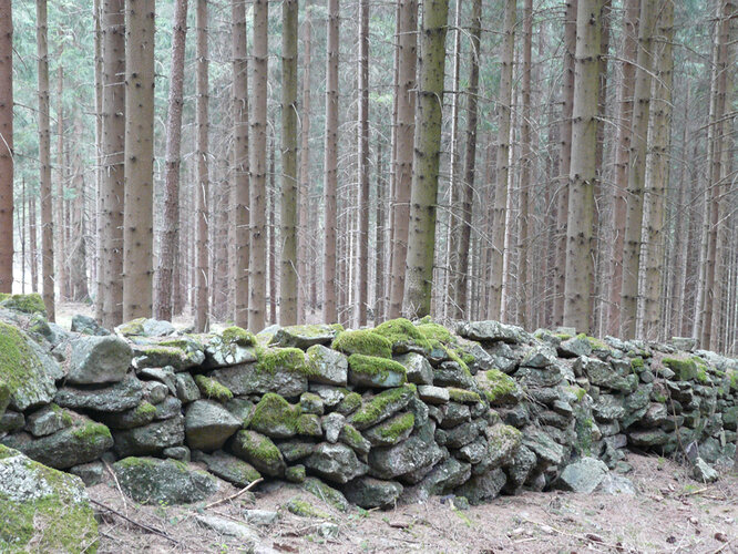 "Eingemauertes Wiesel"  | © Hubert Roiß