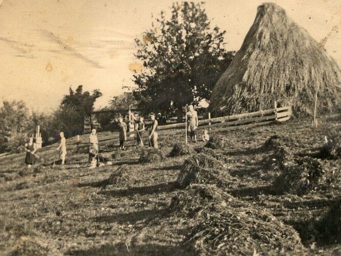 Heuernte mit zahlreichen Helfern | © Mediathek der Mühlviertler Museumsstraße / Green Belt Center