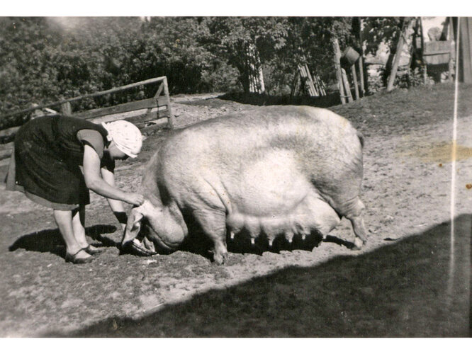 Borstenvieh und Schweinespeck