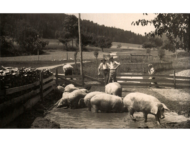Borstenvieh und Schweinespeck